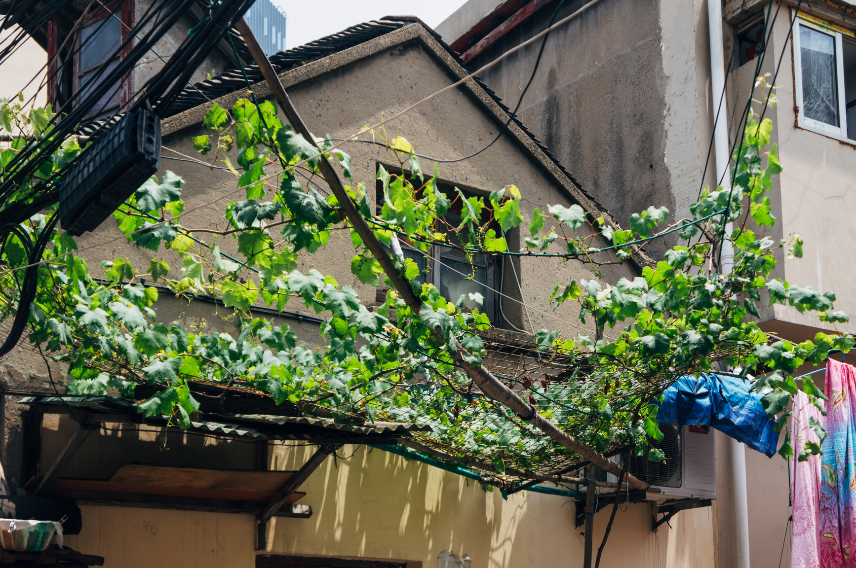 Grapes are not native and do not grow too well in Shanghai. But somehow this one found home in the sardine-canned south city.